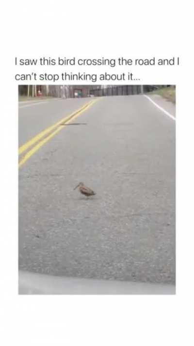 Bird jamming in the middle of the road
