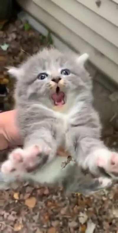 An elite’s last moments before being consumed by the flood