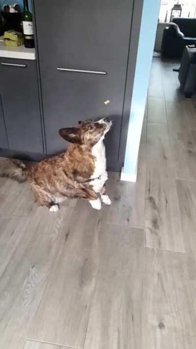 My dog isn't the best catcher