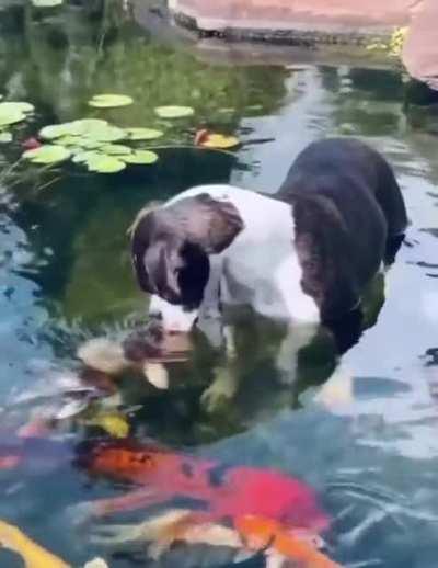 Doggo gets kisses from his fish friends!