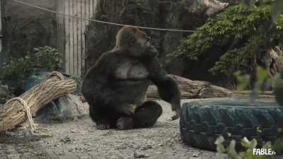 matalino man ang matsing...