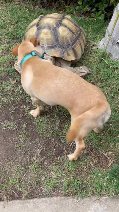 Skippy the dog always brings presents to his bestie, Tilly G the tortoise