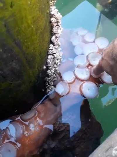 🔥 When you go to pet an octopus, and it pets you back