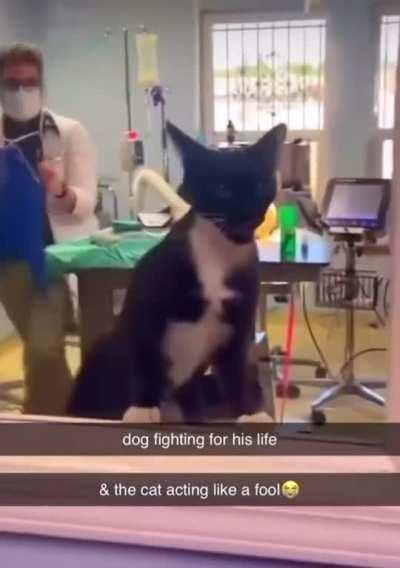 Cat interrupts dog’s surgery