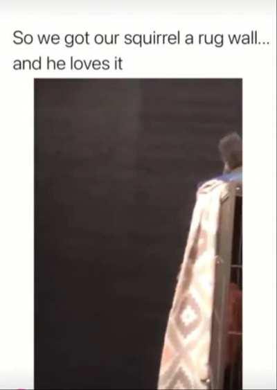 Squirrel ZOOMIES !..