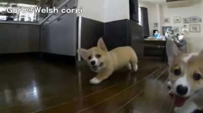 Corgi Attack