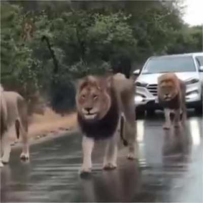 On the the catwalk. Yeah.