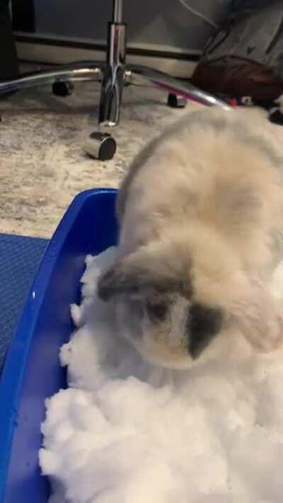 Brought some snow in for Mango....