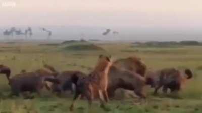 Lion King, edicion Argenta