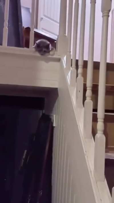 When the Dog Is Scared of the Cat 😂🐶🐱 | Funniest Reaction Ever!