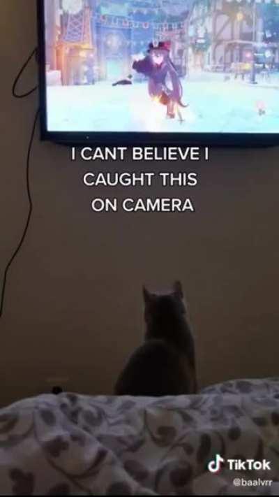 cat trying to imitate hutao idle animation.