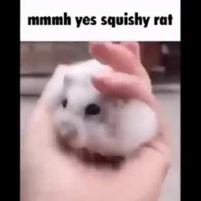 Hey you want a squishy rat