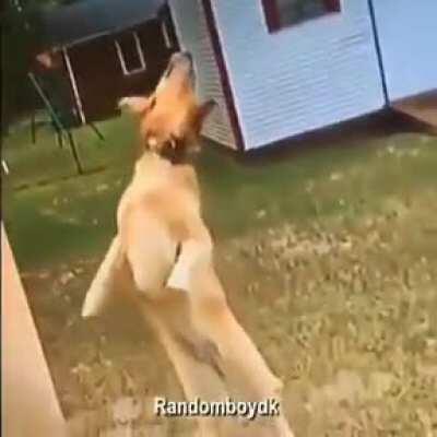 The doggo has been wasted caw caw