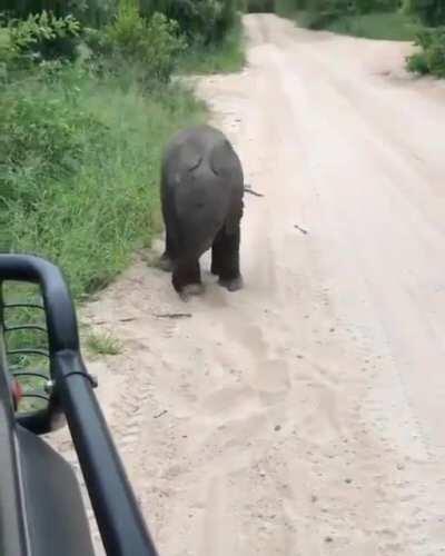Baby elephant practices his terrifying charge