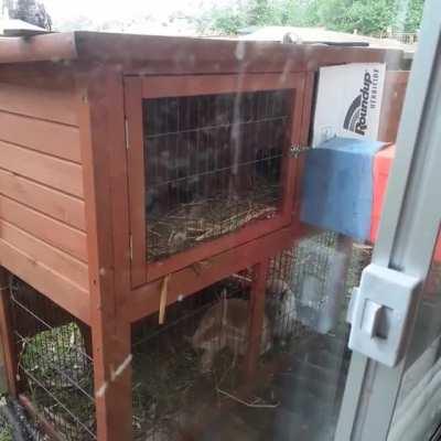 Finally made an indoor/outdoor setup ... they approve!