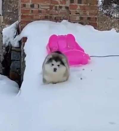 Poor guy wanted to go for a ride, but there was too much snow)