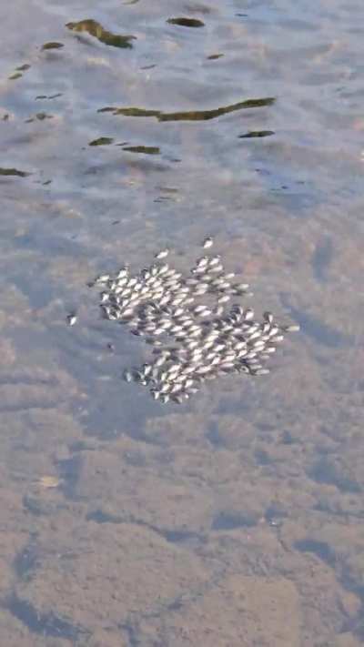 Found in a Creek between Potsdam and Saranac Lake, NY