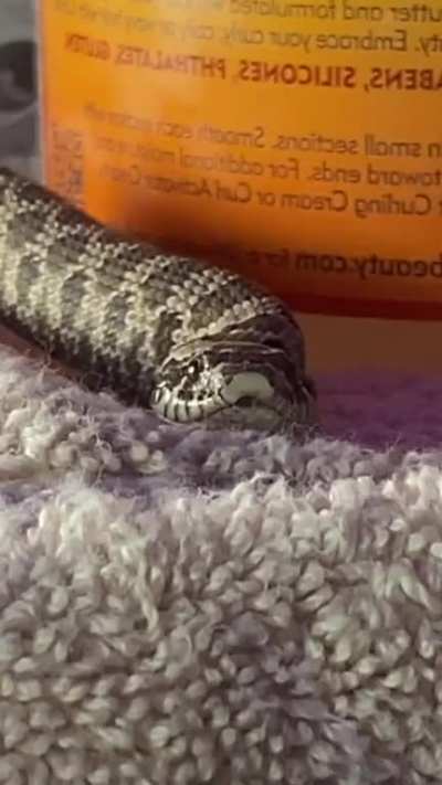 anyone here a fan of lorna shore? i think my hognose is. 