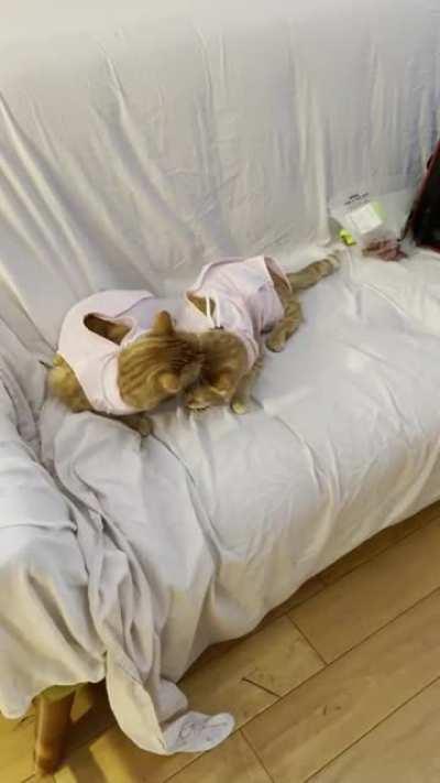 Recovering together post spay