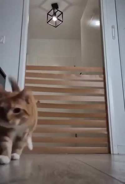 Cat jumping higher and higher levels of tape blocking a doorway entrance.
