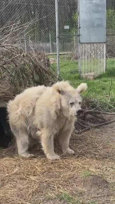 A bear emerging from hibernation (credit to whiterockbearsanctuary)