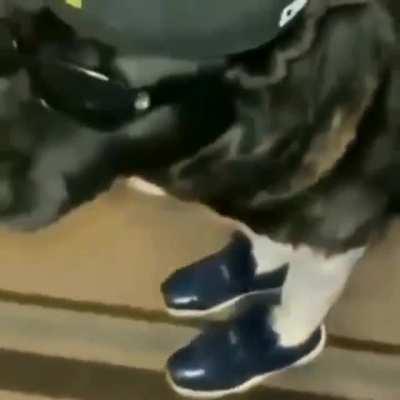 Yo what’s the name of this song rq (feel free to admire the dog this fit hard)