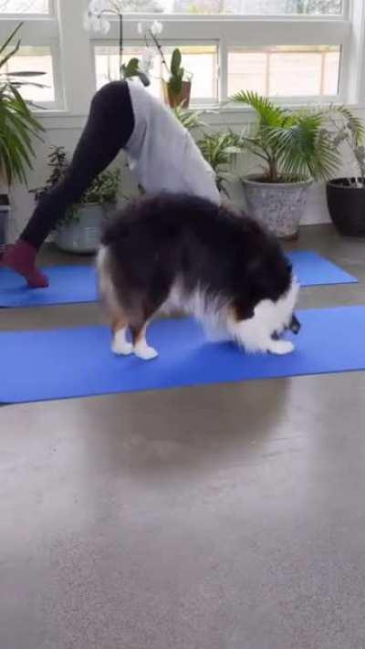 Doggo does entire yoga routine with owner