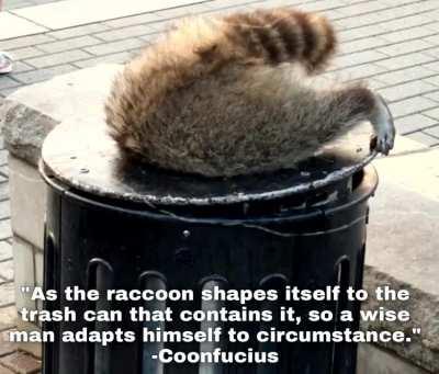Whether In The Forest Or On The Mean Streets - The Trash Panda Has Adapted