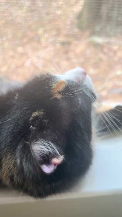 Trilling, purring, and meowing - all in a day’s work for Email.