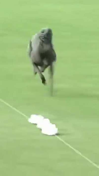 The world’s fastest dog