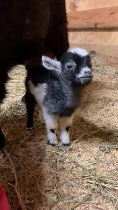 Our sweet Milk Dud and her younger sister! Milk Dud was the runt of the bunch.