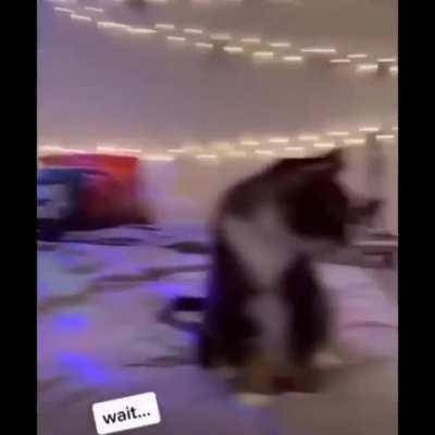 Ohh well yes i'll join the cat