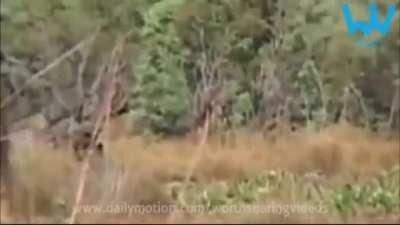 Going on a safari in a Zebra suit