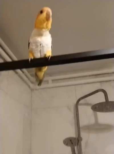 What getting ready in the morning with a Caique feels like