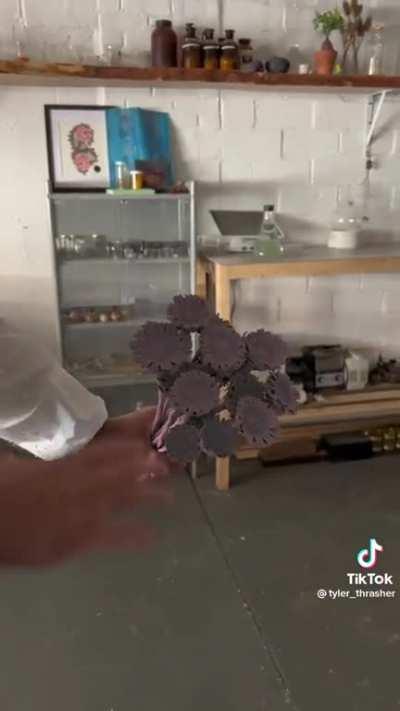 Pigment changing colors