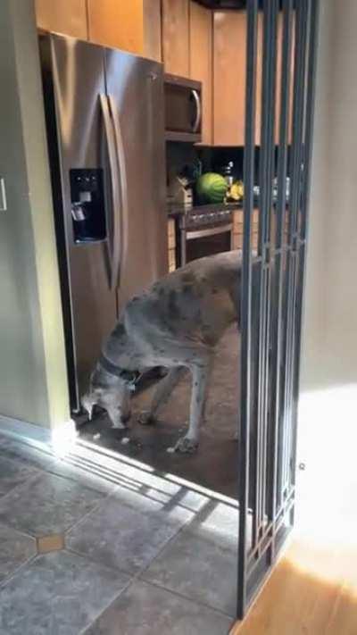 Big boy discovers the ice maker