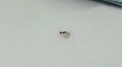 Ant steals diamond from jewelry store