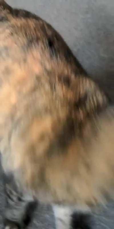 Bag cat with a yell!