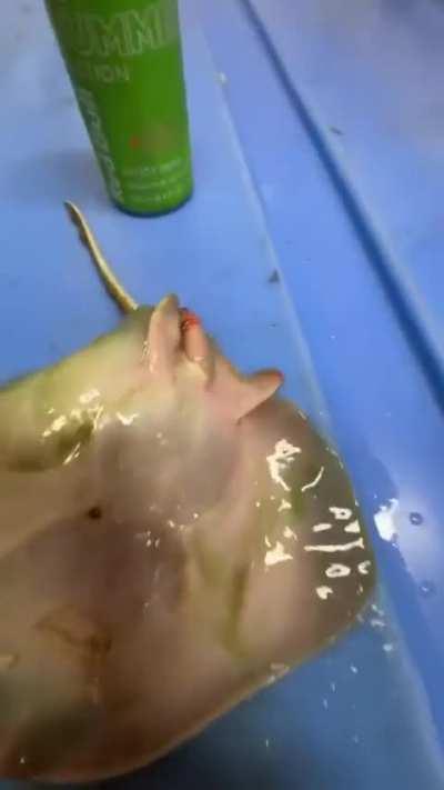 Stingray meat goes CRAZY!!