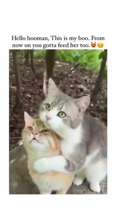 My girl is your responsibility hooman