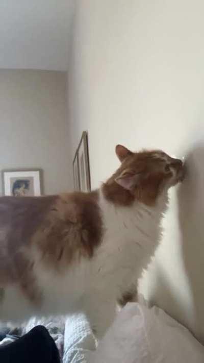 Finally! The purrfect sub for my boy…..