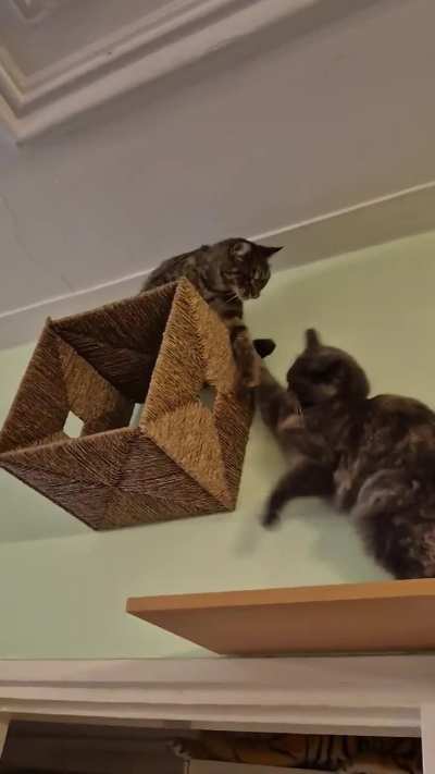 Watching their petty little sibling fights is one of my main sources of entertainment