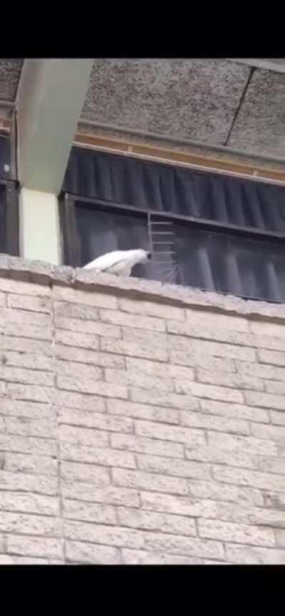 This bird is ripping the anti-bird spikes off this window ledge