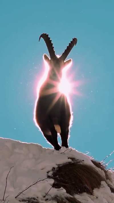 A very cinematic ibex