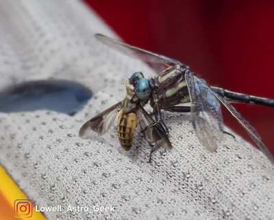 🔥 Dragonfly caught a bug mid-flight and ate it on my kayak.