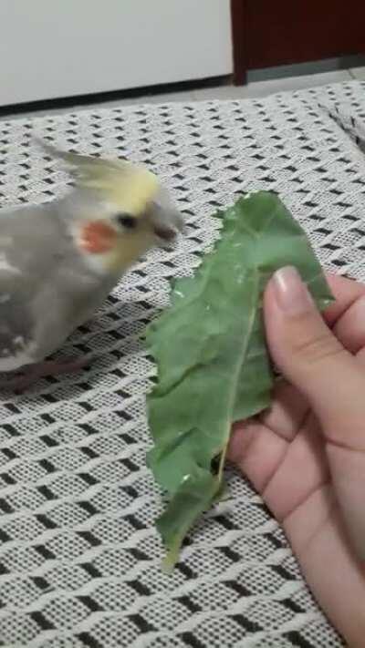Pros que gostaram do lorde Piu e seu lanche da tarde, lorde Piu e seu lanche da noite, q ia ser o lanche dos meus coelhos