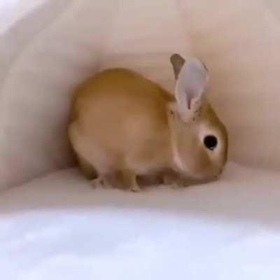 🐰