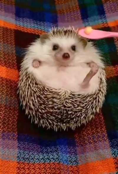 Spiky ball growing legs when food is presented.