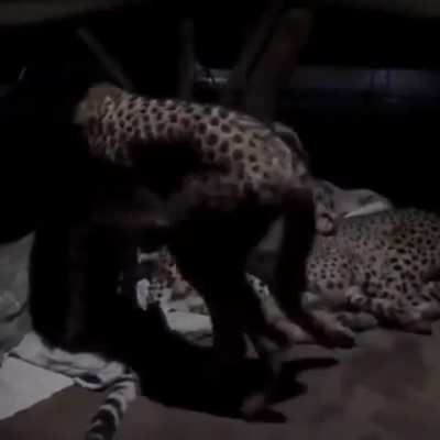 Family of cheetahs sleep with a park ranger every night