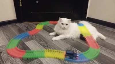 Oh, so I'm just a track obstacle to you meow?